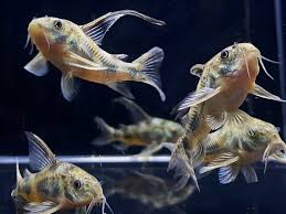 Longfin Peppered Corydoras (Corydoras paleatus "Longfin")