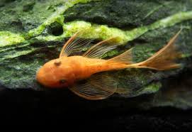 longfin super red bristlenose