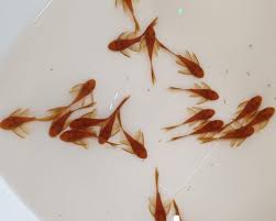 longfin super red bristlenose