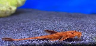Common Whiptail Catfish (Rineloricaria eigenmanni)