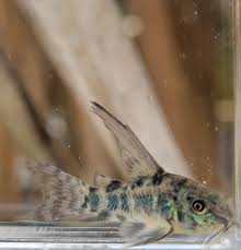 Longfin Peppered Corydoras (Corydoras paleatus "Longfin")