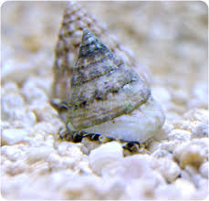 Trochus Snail