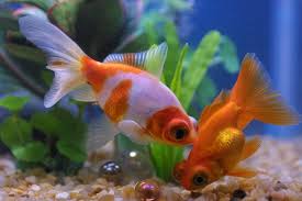 Telescope Goldfish