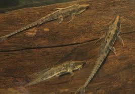 Common Whiptail Catfish (Rineloricaria eigenmanni)