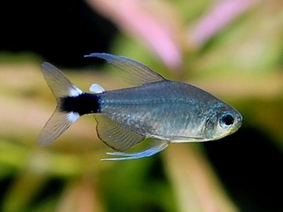 Veilfin Tetra - Hyphess Elachys