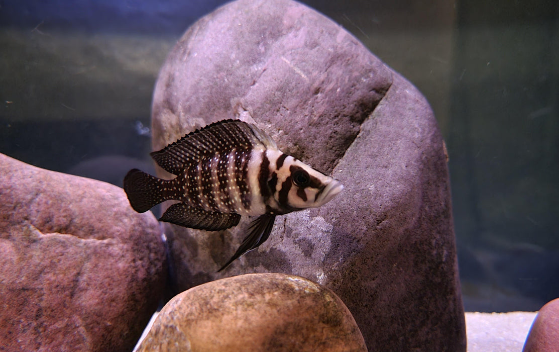 Black Calvus - Altolamprologus