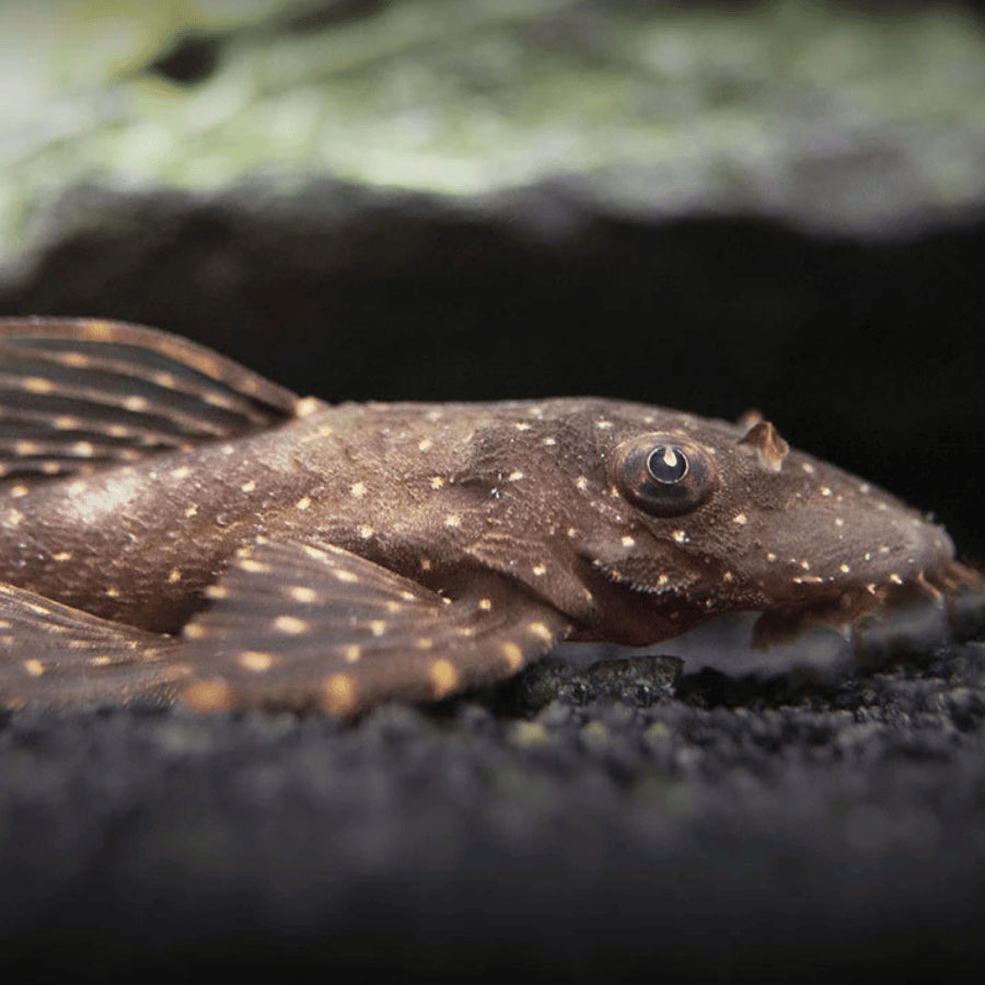 Orange Spot Bristlenose - Ancistrus sp. 