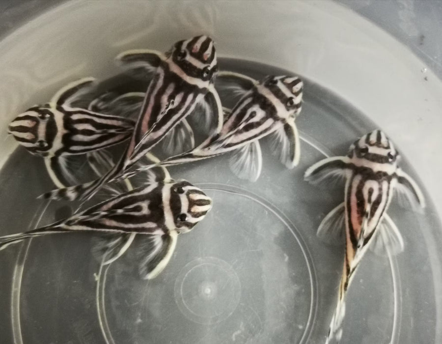 Zebra Pleco - L046 Hypancistrus sp.