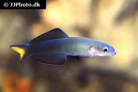 Scissor Tail Dart - Ptereleotris evides.