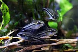 Pygmy Cory - Corydora Pygmaeus