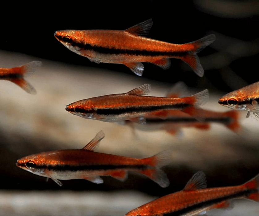 Red Pencilfish - Nannostomus mortenthaleri