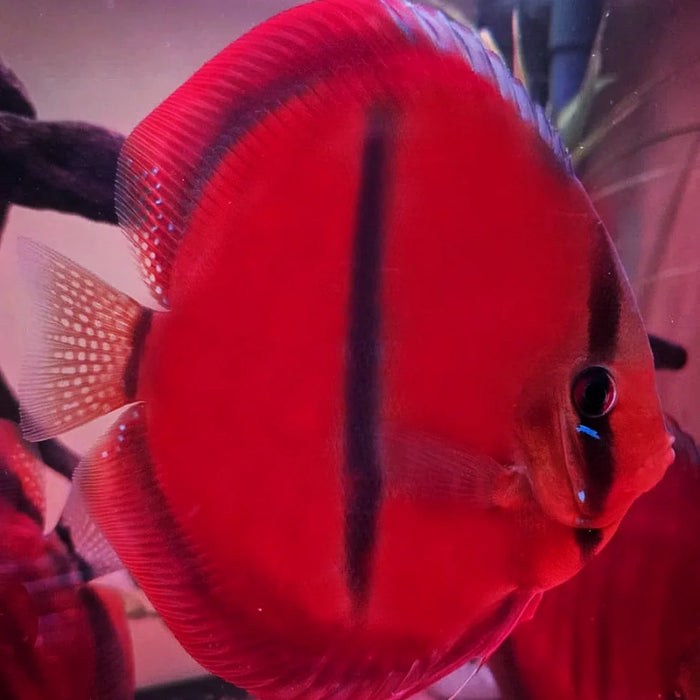 Red Rose Discus (San Merah)
