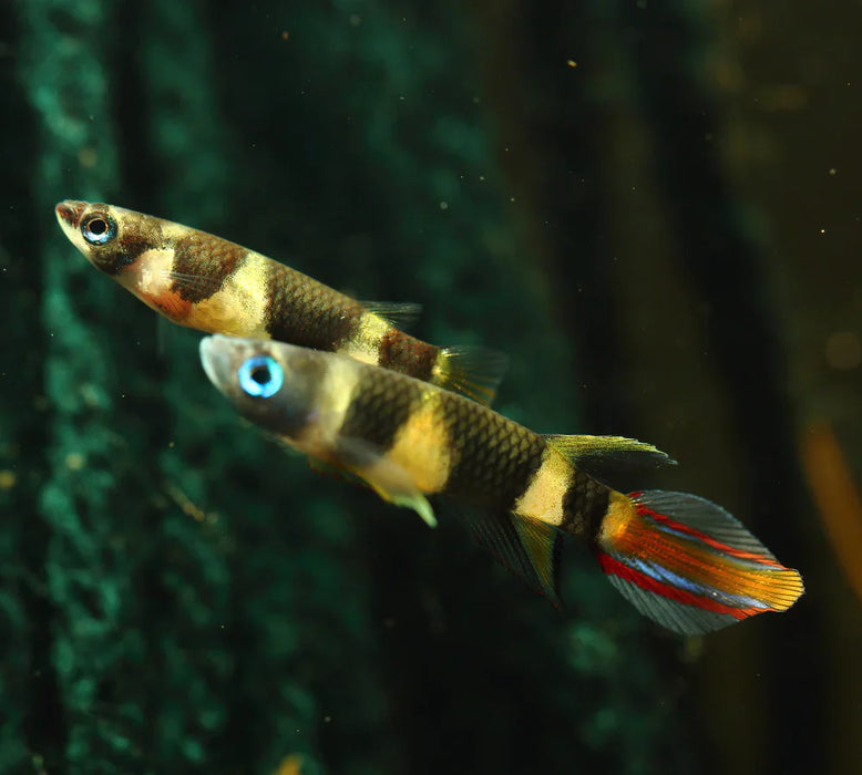 Clown Panchax KilliFish - Epiplatys Annulatus
