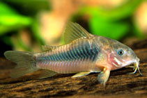 Corydoras Bronze - Corydoras aeneus