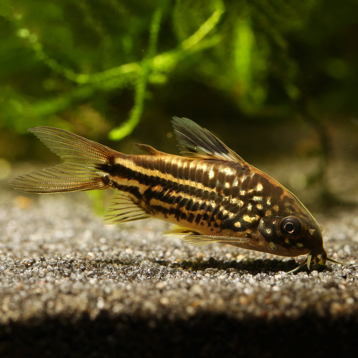 Corydoras Napo - Corydoras napoensis