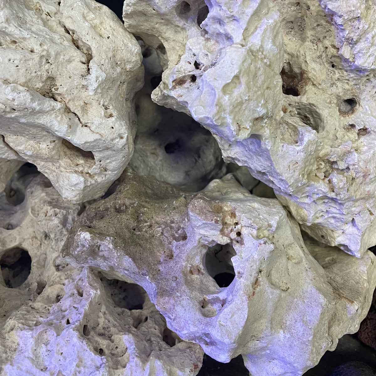 Texas Holey Rock — Sydney City Aquarium