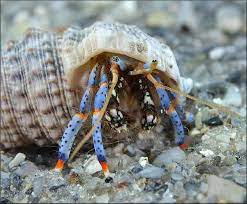 Janitor Hermit Crab