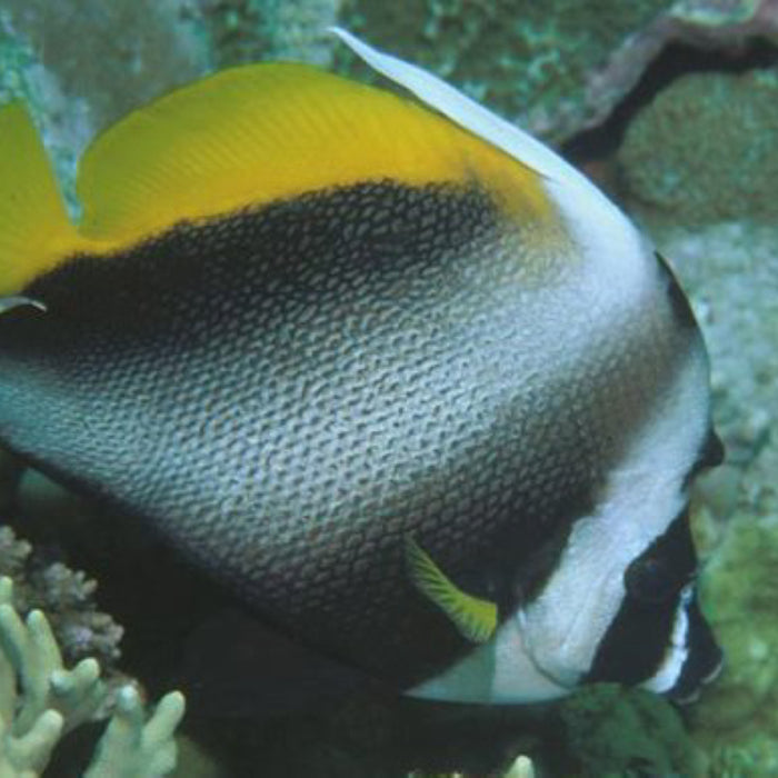 Singular Pennant Bannerfish