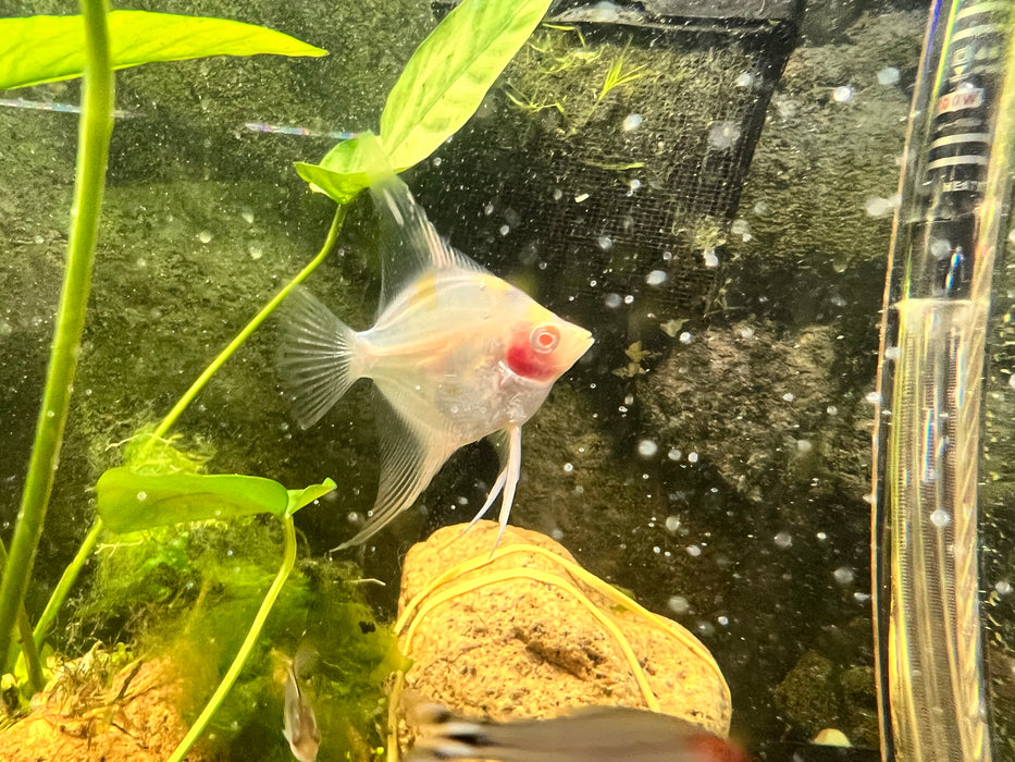 Koi Angel Albino