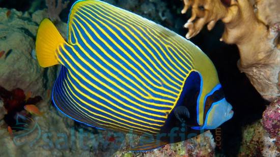 Emperor angelfish