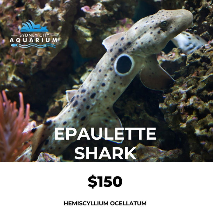 Epaulette Shark