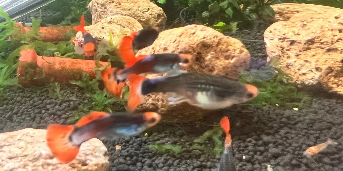 Dumbo Red Mosaic Guppies (Males Only