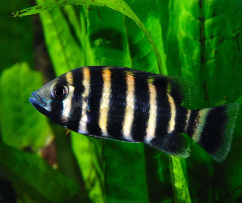 Butterkoferi cichlids (Tilapia butterkofferi)