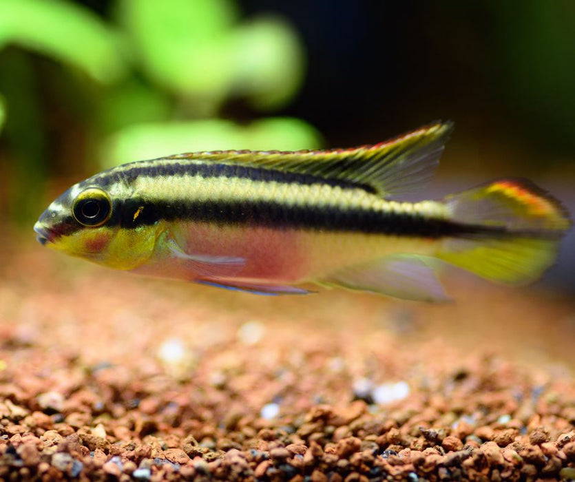 Kribensis Cichlid (Pelvicachromis pulcher)