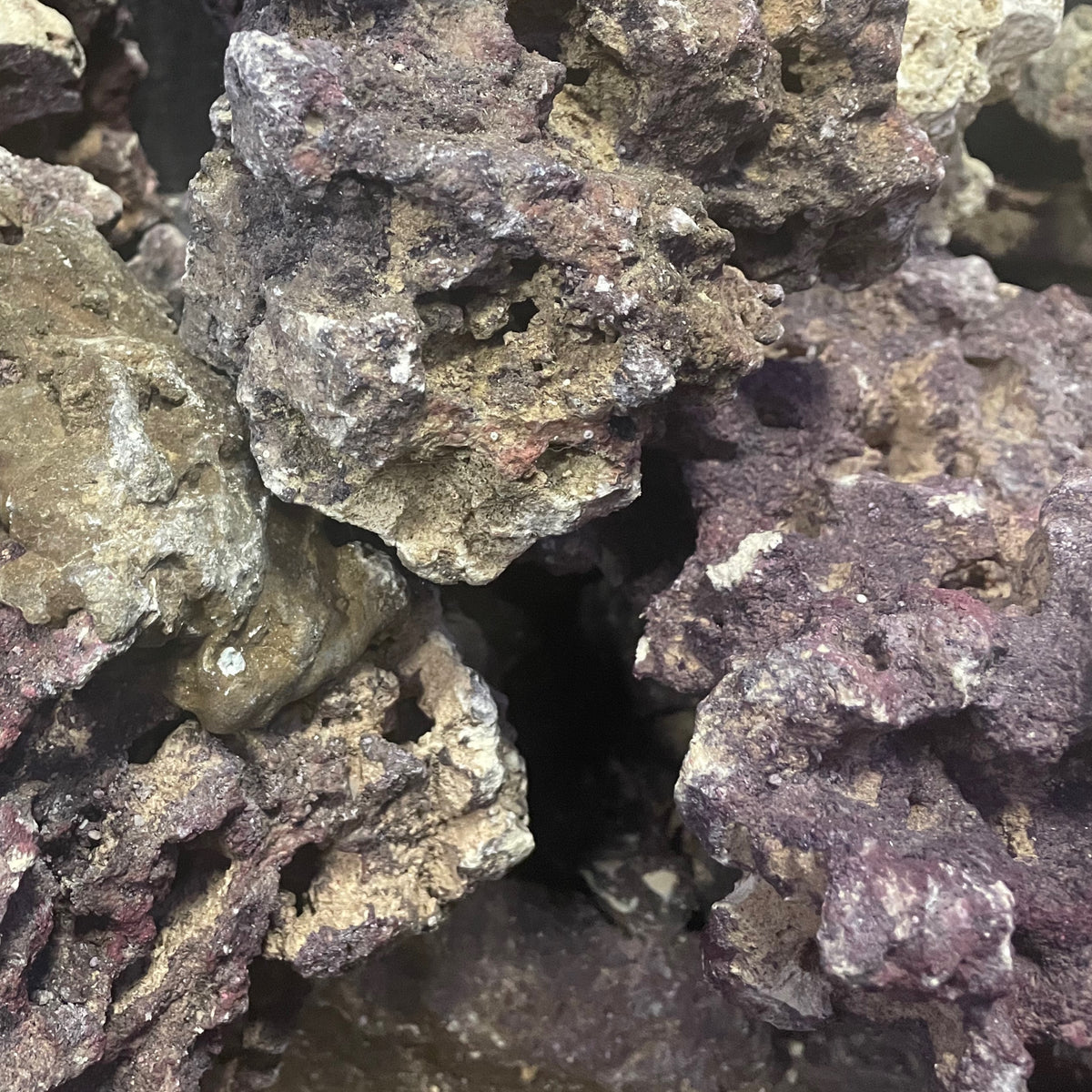 Carib Sea Live Rock — Sydney City Aquarium