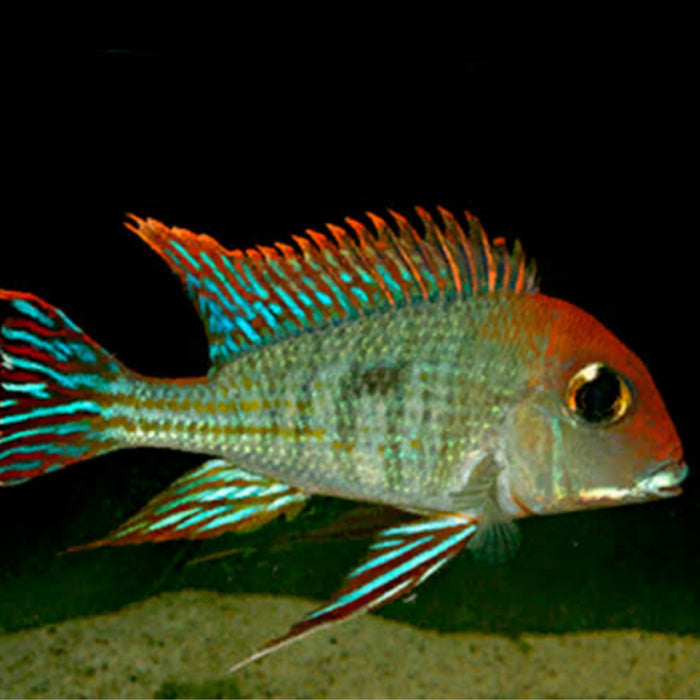 Orange Head Tapajos (Geophagus sp.)