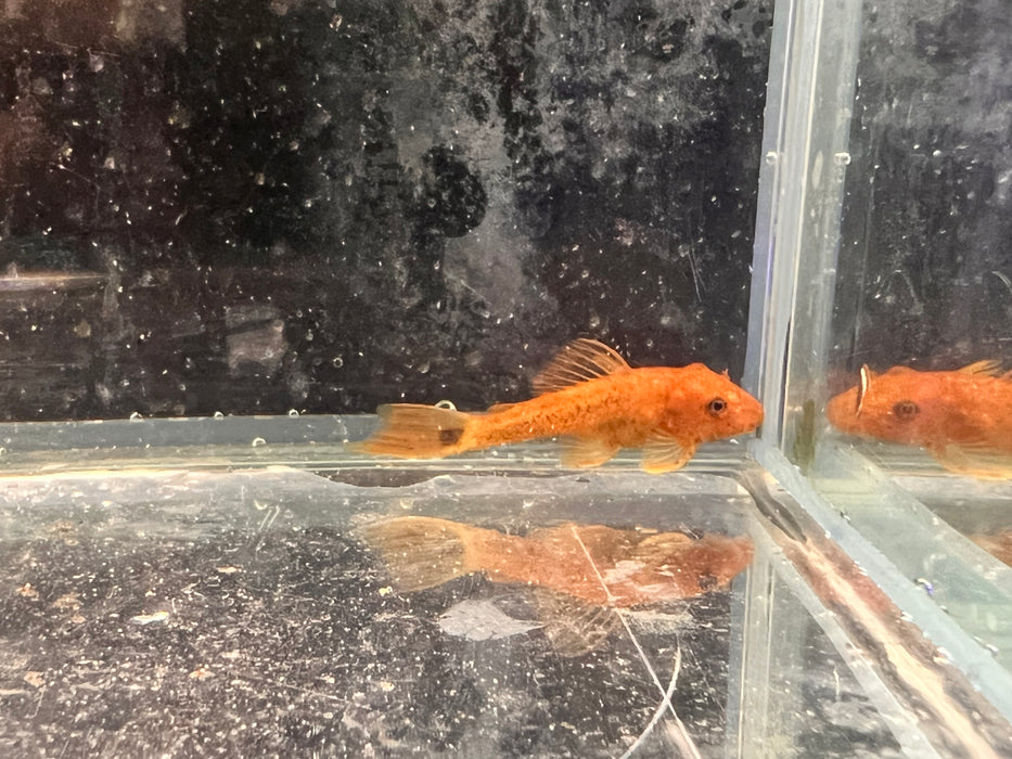 Super Red Bristlenose (Ancistrus sp.)