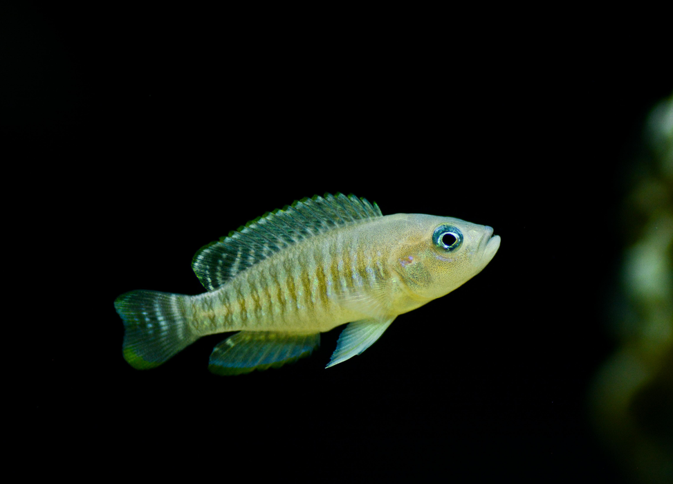 Multifasciatus