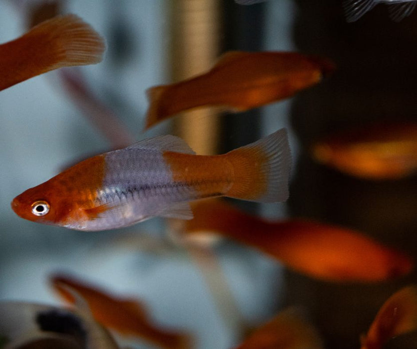 Swordtails (Xiphophorus hellerii)