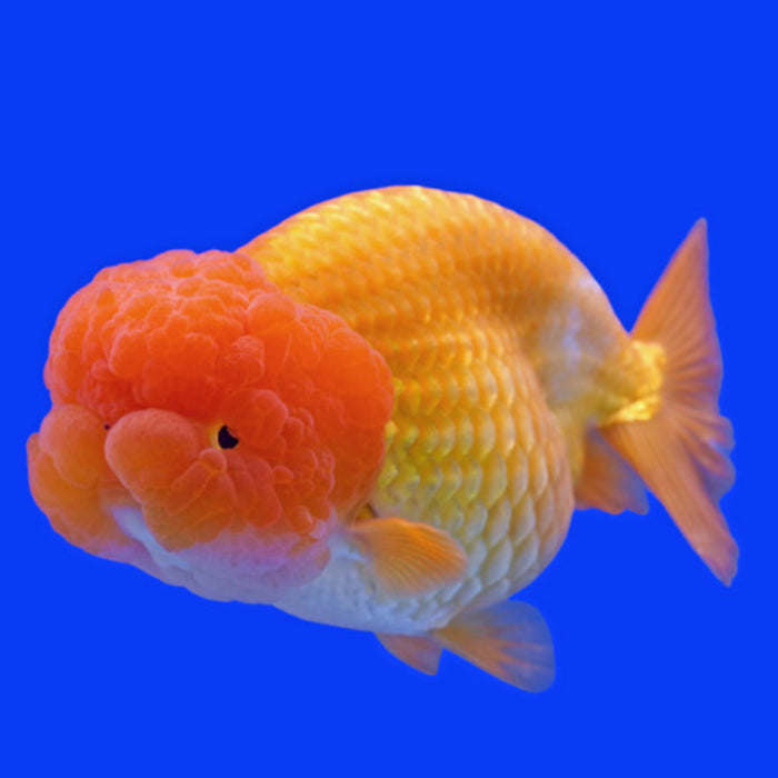 Goldfish-Ranchu