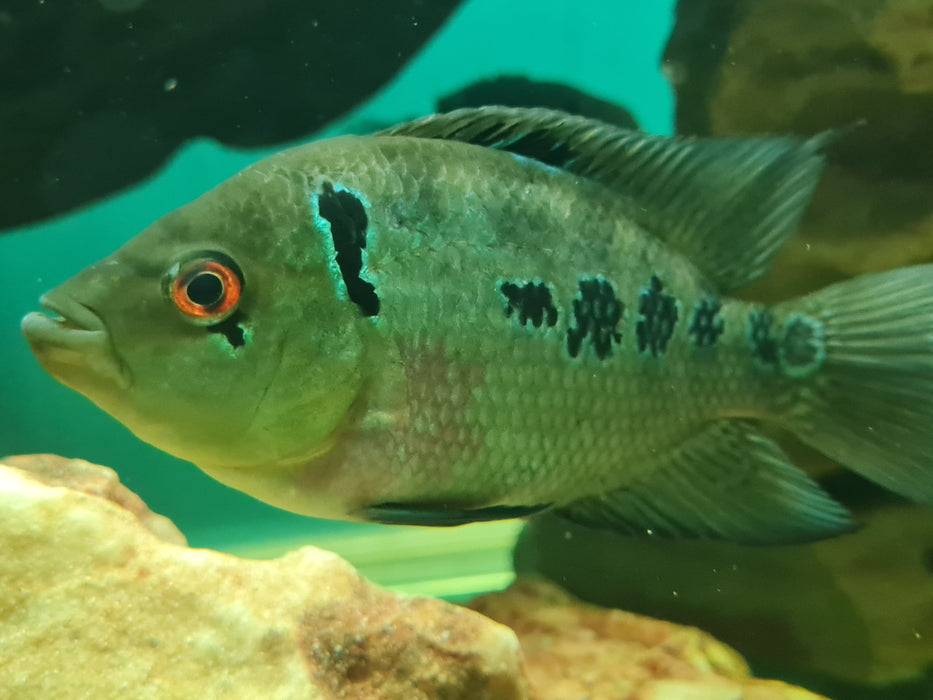 Trimac Cichlid ( Cichlasoma trimaculatum )